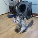 그루밍츄 이미지