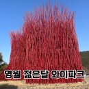 둥지파크 | 젊은달 와이파크 영월 카페, 입장료 할인 관람후기