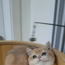 야옹의형태
