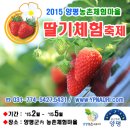 영심농장 | Open Event [ 양평 농촌체험마을 딸기체험축제 오픈이벤트 (3월7일 토요일, 용문역 앞) ]
