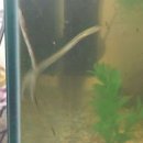 장어생각 이미지