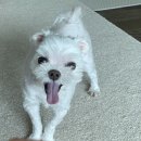 웃게해줄개 이미지