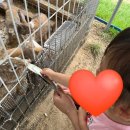 모래틈농장 | 🧺 김포 치유농장 ‘뒤란’ 실내 모래놀이 + 농장체험 후기