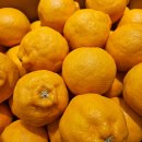 대은농장 | 제주 직거래 농장 추천 레드향 먹고 반해서 한라봉까지 구매 완