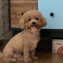 김정수할머니메밀국수보쌈 이미지