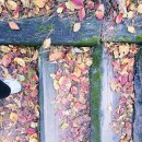 물돌이 | 경북 예천 가볼만한곳 회룡포 전망대 장안사 뿅뿅다리 실시간 단풍 주차 가을 여행