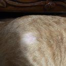 일리그루밍 이미지