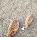 촌캉스독채외갓집 이미지