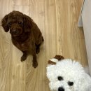 멍프레시 이미지