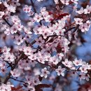 자엽자두-Prunus cerasifera Ehrh 이미지