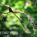 심봤다~~~ DMZ 화천 산양산삼 한뿌리 드실래요?/ 화천여행 이미지