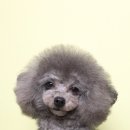 쿨독펫샵 이미지