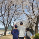 벚꽃이 흐드러지게 폈던 안동 하회마을, 주요 명소 및 관람 요금, 주차 정보 (방문일 : 2024년 4월 6일)