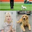 도그리어