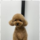 오쿠숑 | 주문진애견미용 우리 강아지도 미소짓는 오쿠숑 애견미용실 후기
