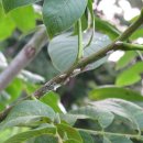 미국선녀벌레(나방)땜시 죽겠어유~ 이미지