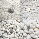 흰돌농장 이미지