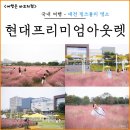 2001아웃렛 앞(2) | 대전 핑크뮬리 명소 추천 현대아울렛 현대프리미엄아웃렛 실시간 후기
