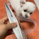 멍냥프라이 | [광주 멍냥프라이]풍암동 애견수제간식 맛집 멍냥프라이