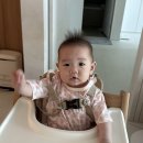 6개월 쌍둥이 이지업 트립트랩 호환 안전벨트 하네스 내돈내산 후기