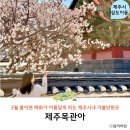 제주목관아-3 | 제주 시내 가볼만한곳 3월 제주도 매화 명소 제주목관아