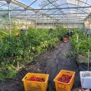 안덕농장 이미지