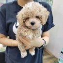 펫하임 강아지 고양이 이미지