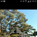 대애보이차 고수 Daum카페