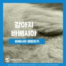 씽씽 동물의료센터 이미지