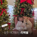 하얀100성주주유소 | 경북 애견동반 가볼만한곳 대구근교카페 추천 성주 리베볼