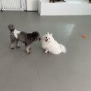 망원견 애견유치원&애견호텔 이미지