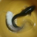 오늘도 장어 이미지