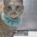 야옹동물병원 이미지