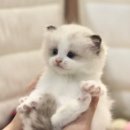 순한고양이 이미지