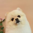 면목독 이미지