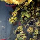 제주안안민박 이미지