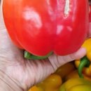 청파농장 이미지