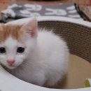 나와고양이 이미지