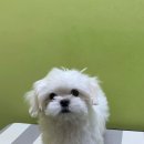 올리스 방이점 이미지