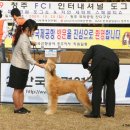 2009년 10월 25일 청주국제공항쇼사진들 - KKF 암조 이미지