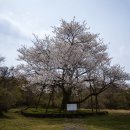 해안동 왕벚나무 이미지