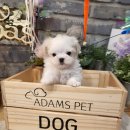 아담스펫강아지&가필드고양이 이미지