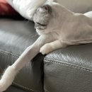 슈에뜨시앙 이미지