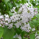 평촌고등학교 이미지