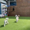 해뜨는댕 이미지