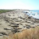 San Simeon Elephant Seal 이미지