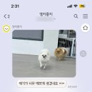 멍지중지 이미지