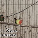 파이드 일환조 번식 ( Pied Red-faced Parrot-finch, Red throated Parrotfinch) 이미지