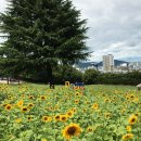 해바라기사진관 - 평택시 세교로 47 | 해바라기사진관