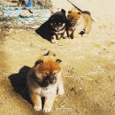 똥강아지 Daum카페